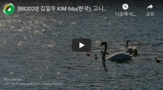 [ KIM Ildu] Tundra Swan—3 liters of Far East